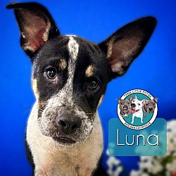 Thumbnail photo of Luna Pup Cup #1