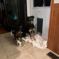 adopt a pet