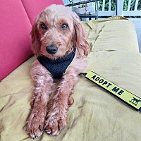adopt a pet