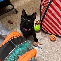adopt a pet