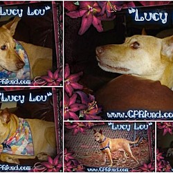 Thumbnail photo of Lucy Lou #3