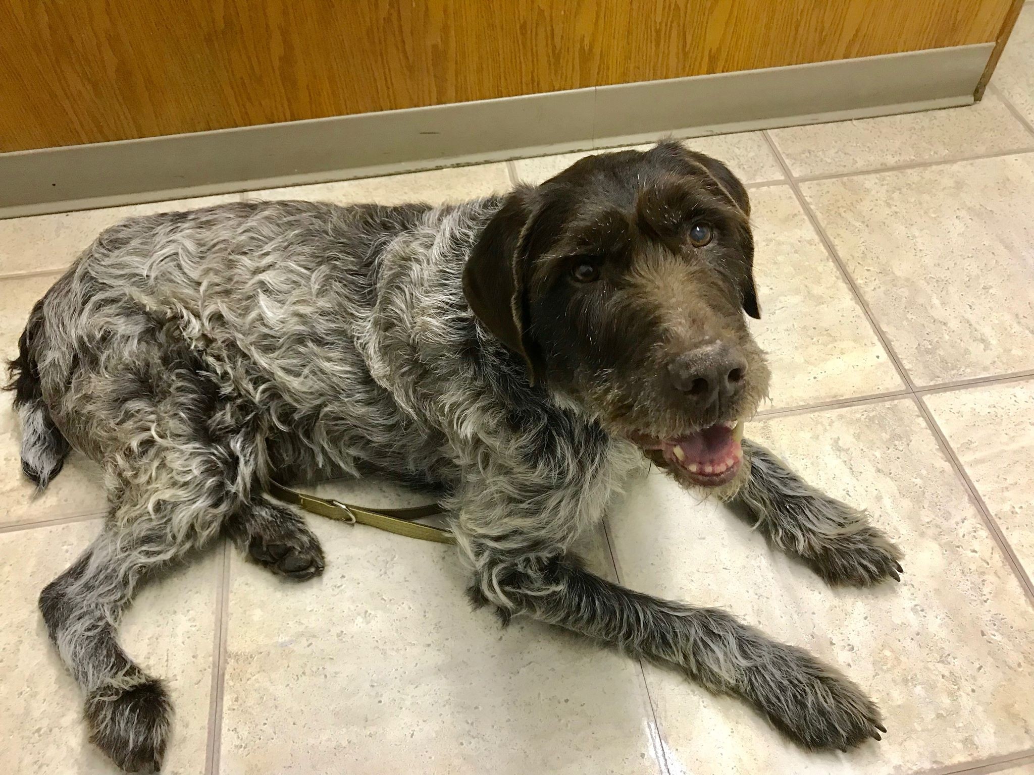 St Paul Mn German Wirehaired Pointer Meet Gunner Foster To Adopt A Pet For Adoption