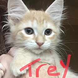 Thumbnail photo of Trey #3