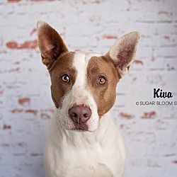 Thumbnail photo of Kiva #2