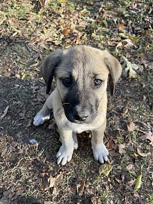 Oklahoma City, OK - Anatolian Shepherd/Black Mouth Cur. Meet Bruiser a