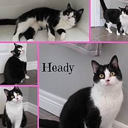 Thumbnail photo of Heady #1