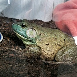 Photo of Frogger