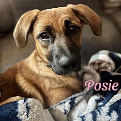 Thumbnail photo of POSIE #1