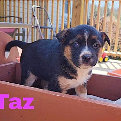 Photo of Taz - available 5/17