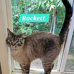 Thumbnail photo of Rockett #1