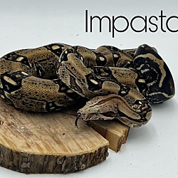 Photo of Impasta