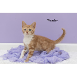 Photo of Weasley