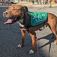 adopt a pet