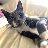 adopt a pet