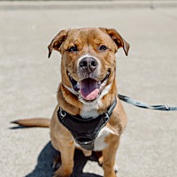 adopt-pet