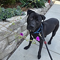 adopt a pet
