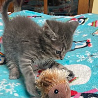 adopt a pet