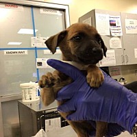 adopt a pet