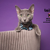 adopt a pet