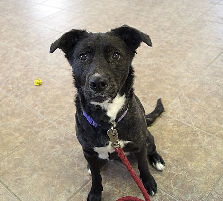 Fremont, Ne - Border Collie Boxer. Meet Layla A Pet For Adoption 