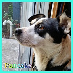 Thumbnail photo of Pancake #1