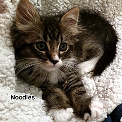 Thumbnail photo of Noodles #1