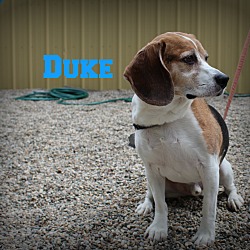 Thumbnail photo of Duke #1