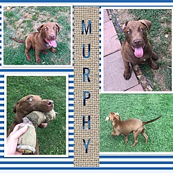 Thumbnail photo of Murphy ~ meet me! #3