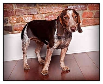 Owensboro Ky Beagle Meet Baby Girl A Pet For Adoption