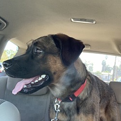 Photo of Sweetie