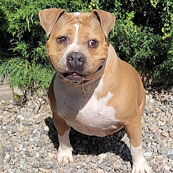 Thumbnail photo of Heavenly Ms Hildie ~ Pocket American Bully #2