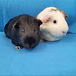 Thumbnail photo of Rocco & Potato #3