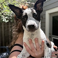 adopt a pet