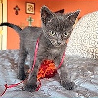 adopt a pet