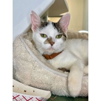 adopt-pet