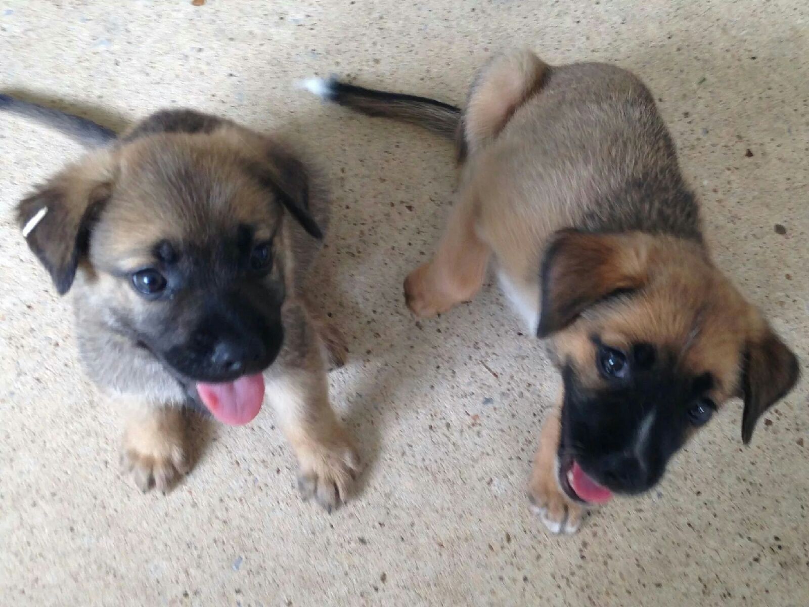 german shepherd desi mix