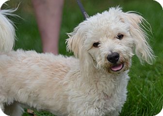 st charles poodle mix