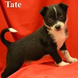 Thumbnail photo of Tate #1