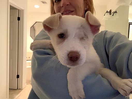 Austin Tx Labrador Retriever Meet Puppy Athena A Pet For Adoption Add To Favorites