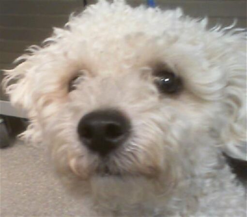 Las Vegas, NV - Poodle (Miniature). Meet *COTTON a Pet for Adoption