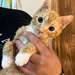 Photo of Butterfinger