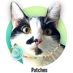 Thumbnail photo of Patches #1