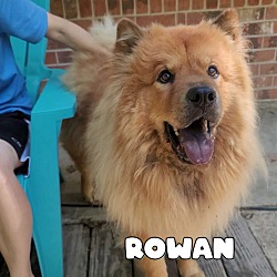 Photo of Rowan