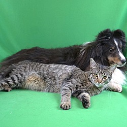 Thumbnail photo of WAFFLE - LOVES PETTING #2