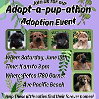 adopt a pet