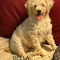 Thumbnail photo of Bella #1