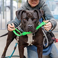 adopt a pet