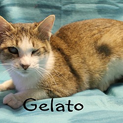 Thumbnail photo of Gelato #2
