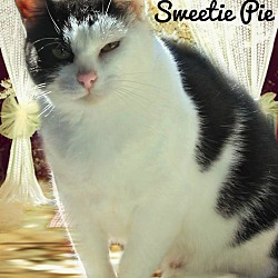 Thumbnail photo of Sweetie Pie (in VA) #3