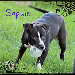 Thumbnail photo of Sophie #2